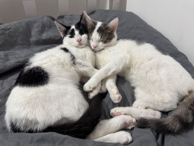 bonded cats looking for forever home