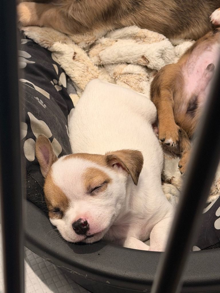 Merle Jack Russell cross puppies 