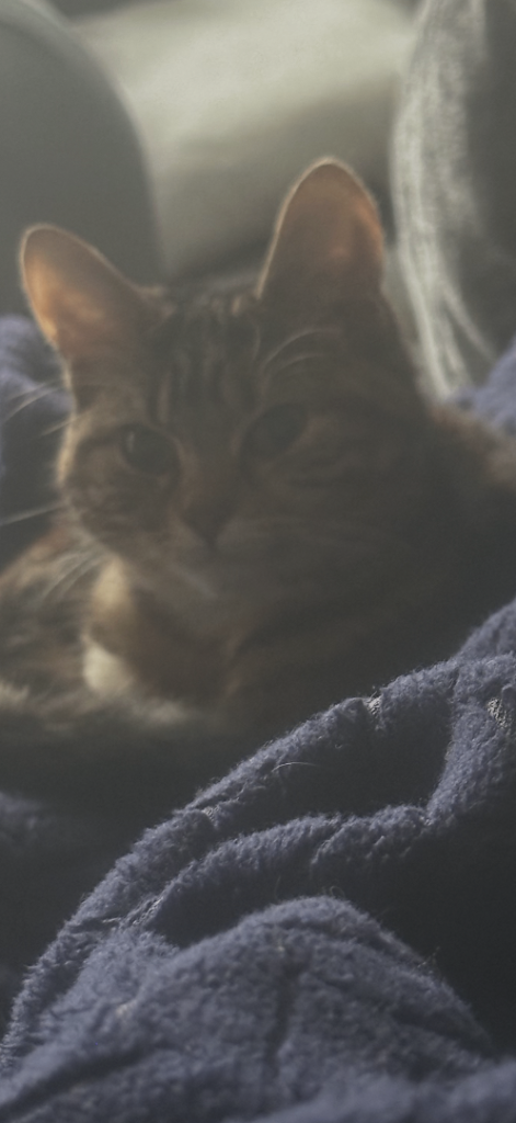 Female tabby cat SOLD