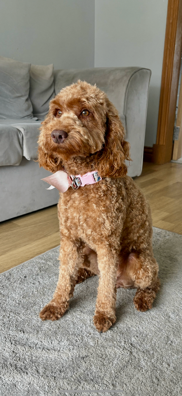 2 year old Cockapoo Dog for Sale 