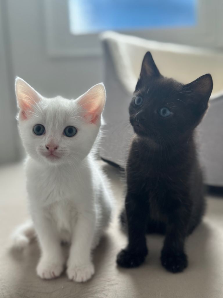 Kittens 