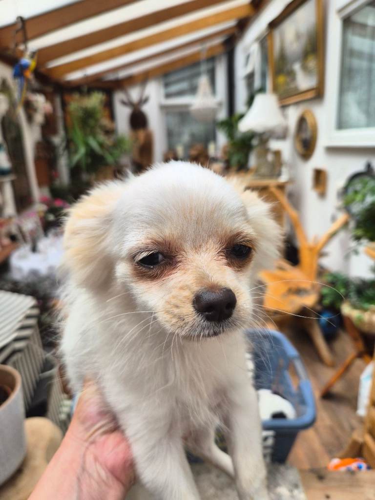 Pomeranian for sale