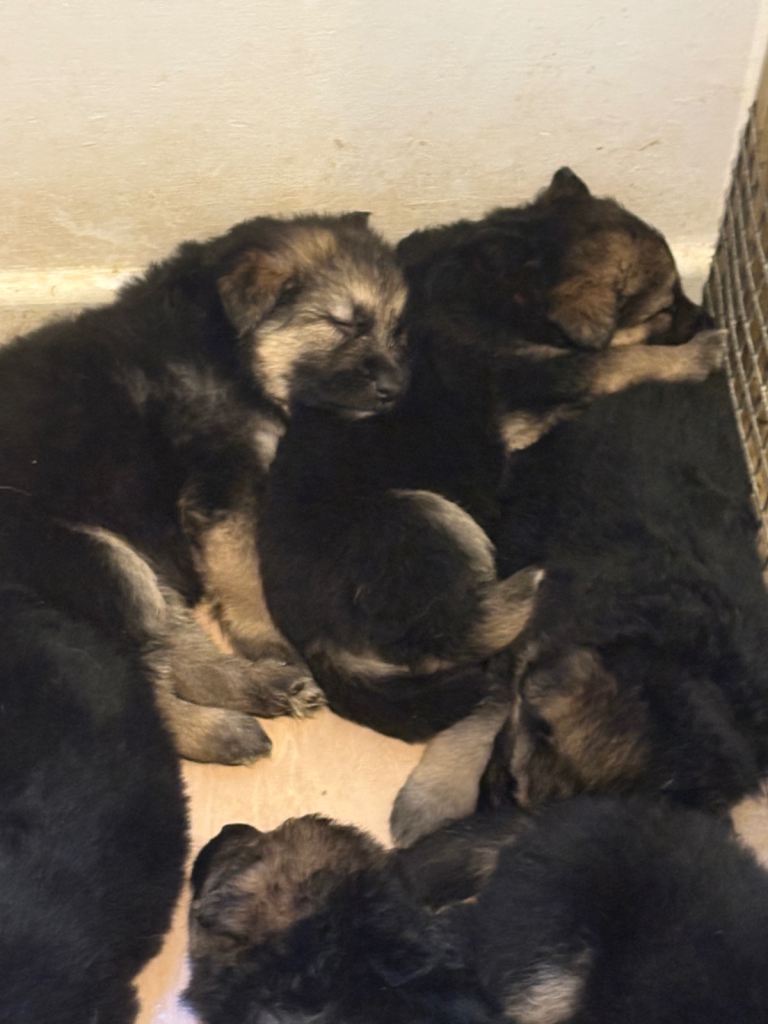 4 stunning German shepherd pups left ready now