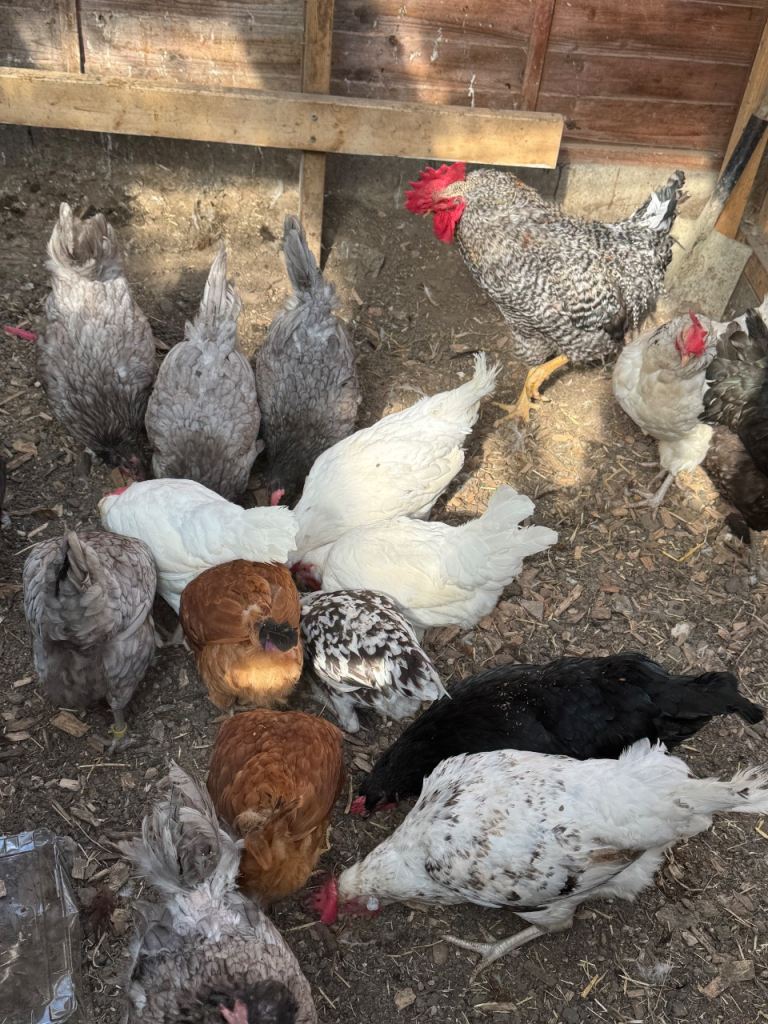 Chickens