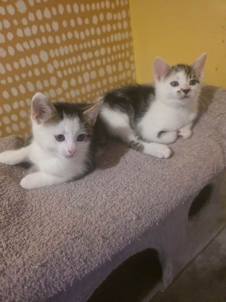 2 Beautiful Male Kittens 