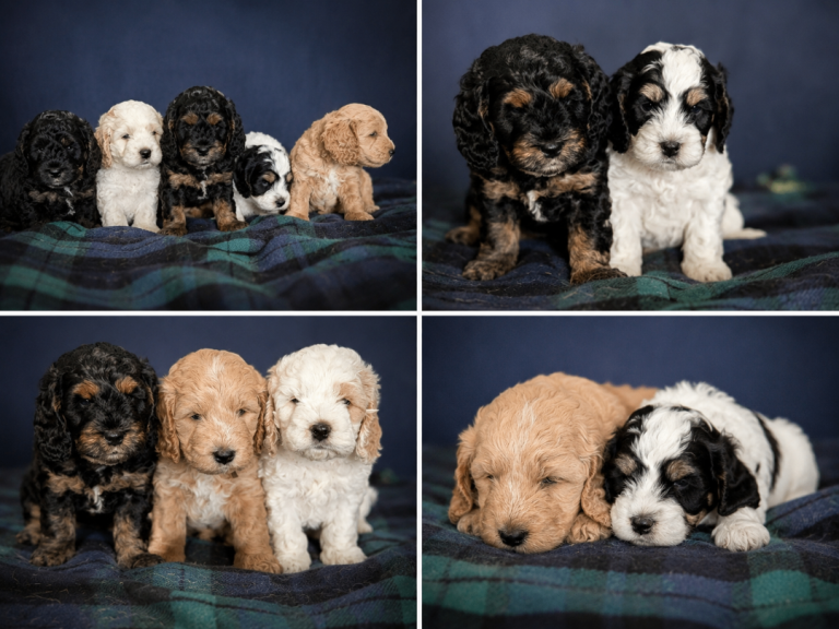 Gorgeous F1 Cockapoo Puppies – Health checked, Fully Vaccinated & Raised in Our Family Home