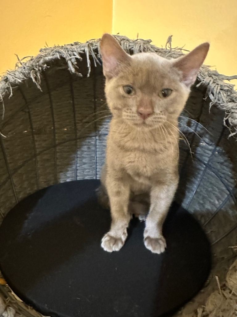 Stunning GCCF Registered Rare Silver Blue Bengal Kitten