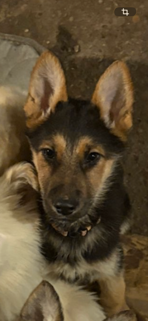 German shepherd puppies 