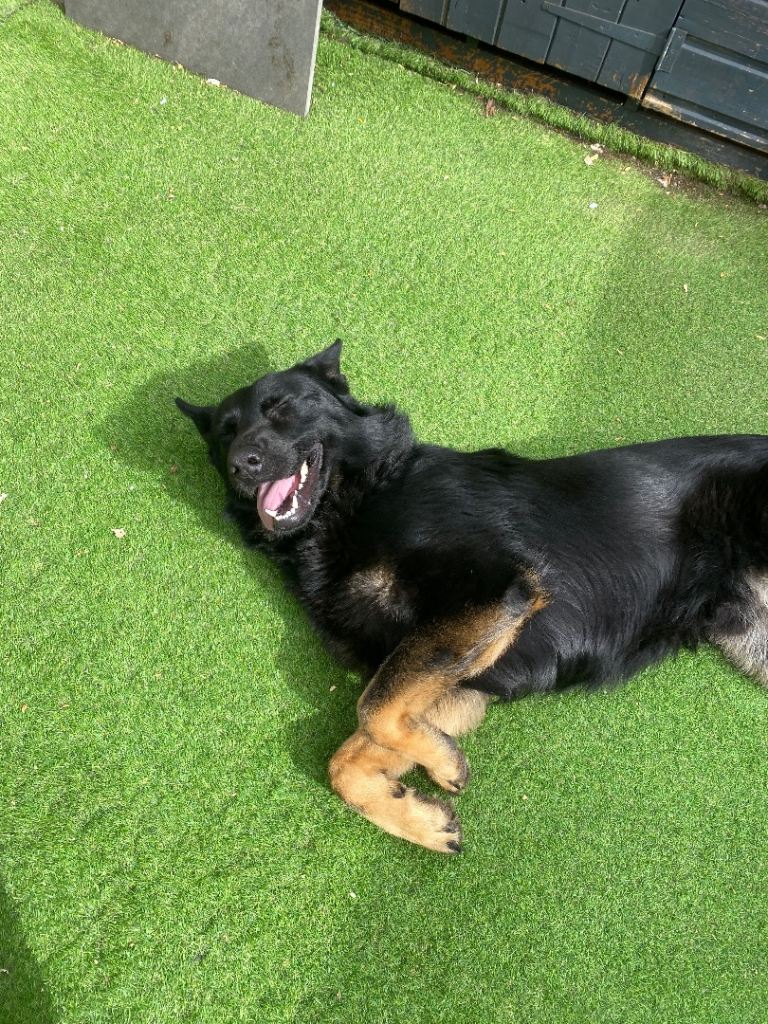 Bruno German Shepherd 