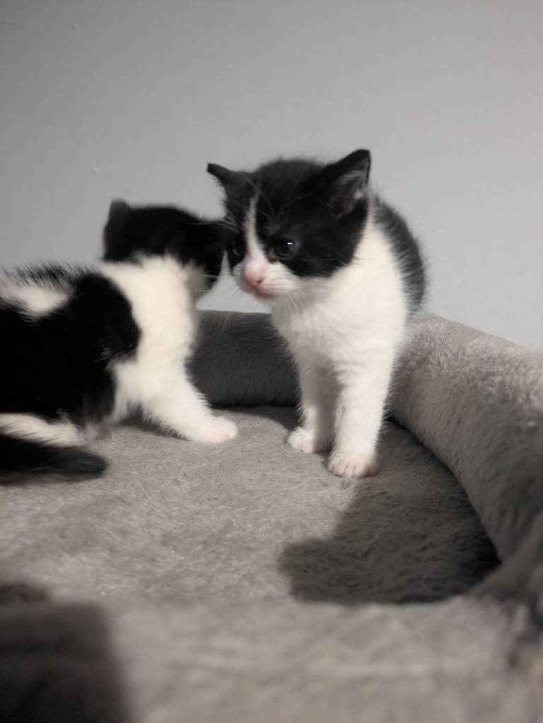  Beautiful fluffy kittens ready to leave 