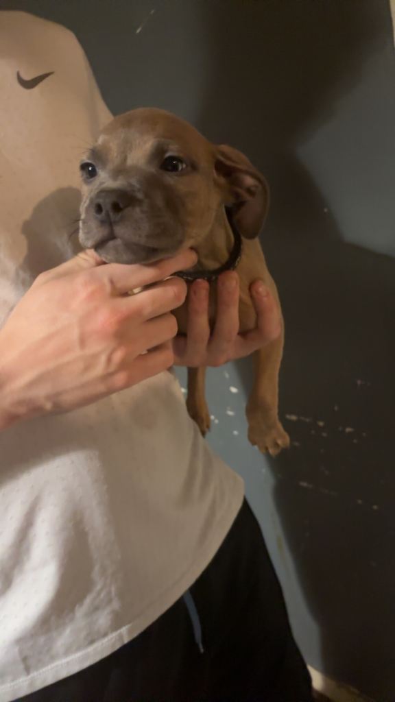 Champagne Staffy pup