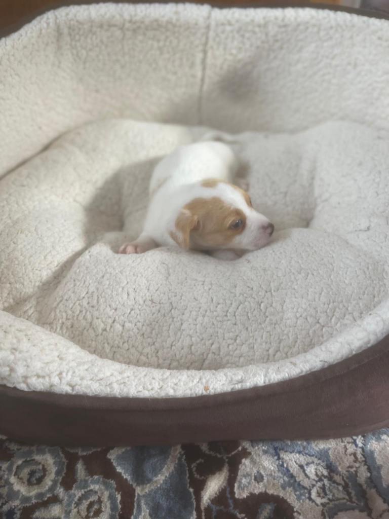 Jack Russell