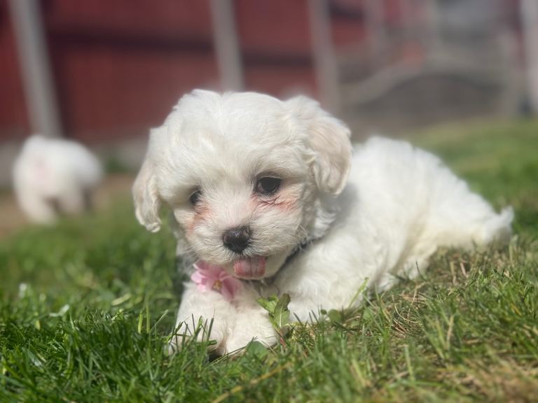 Maltese puppies