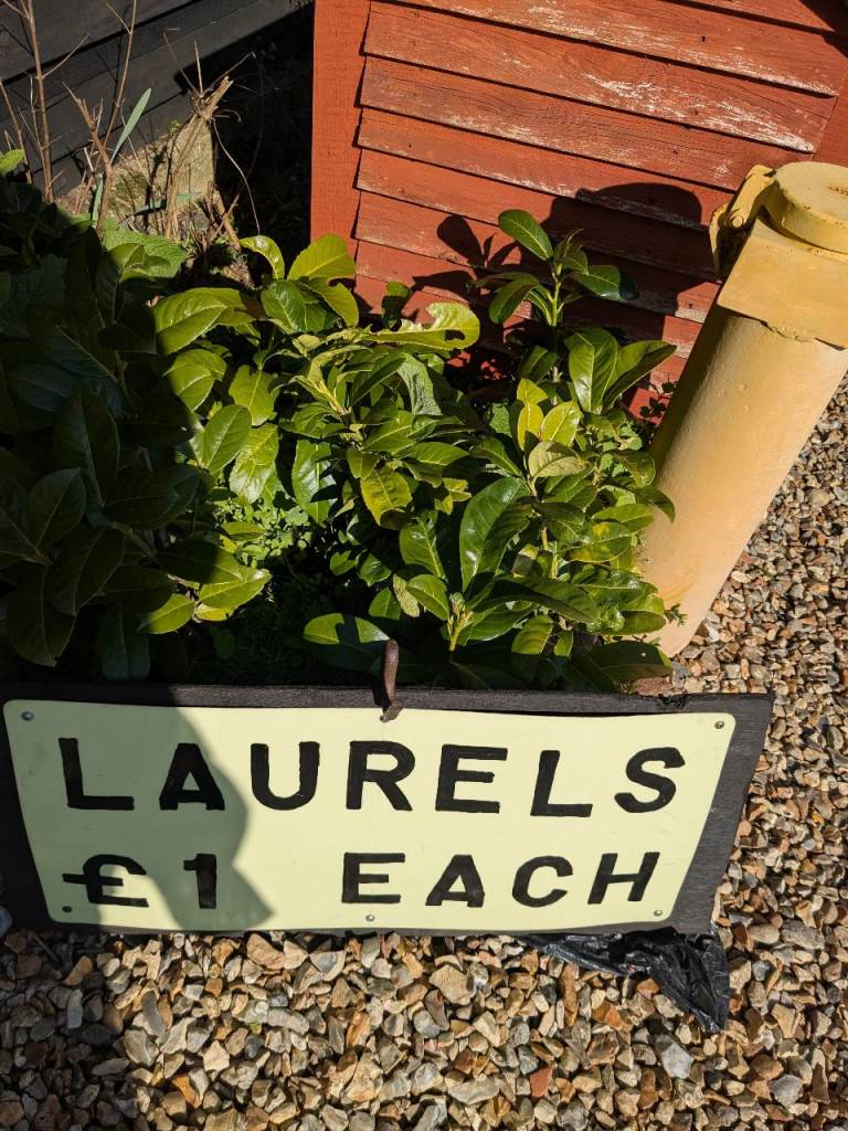 Laurel plants in pots