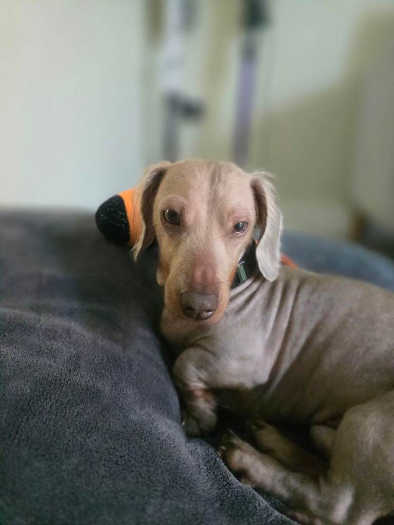 Dachshund 