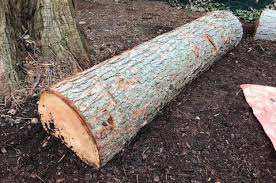 Tree trunks or fallen trees wanted