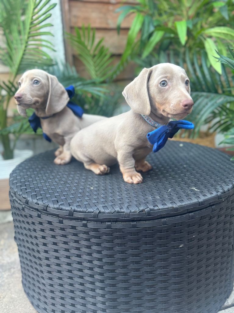 Dachshund Isabella Puppies