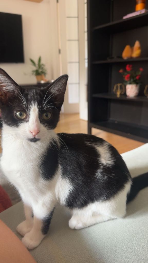 Adorable 11 week old Black and White Kitten Ready for a Loving Home