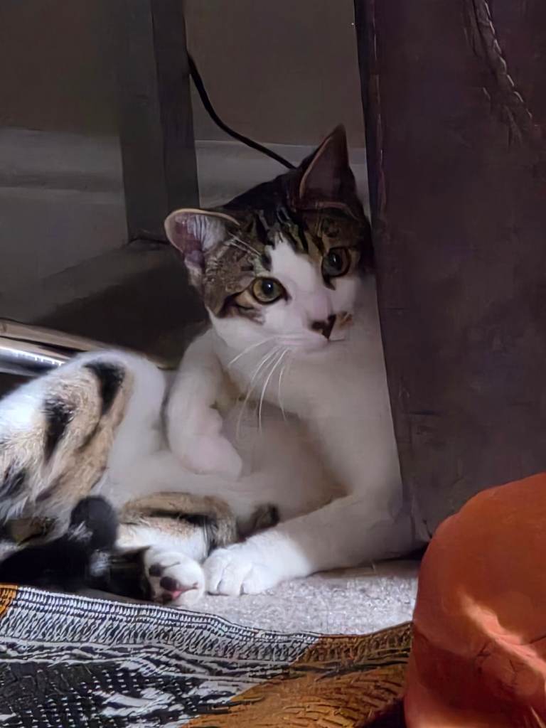 Cat mix breed