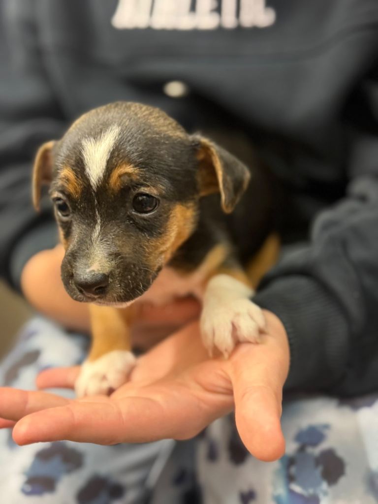 Jack russell puppies 