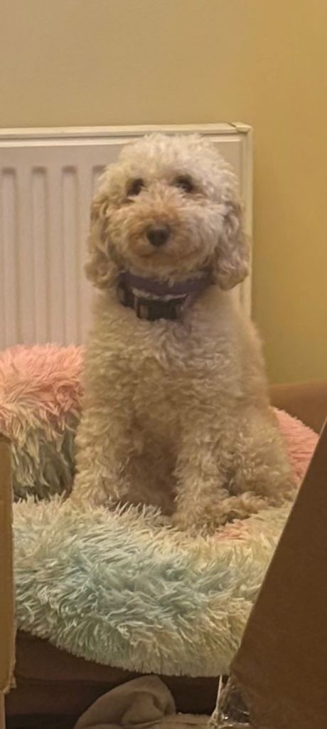 Female Cockapoo for sale 