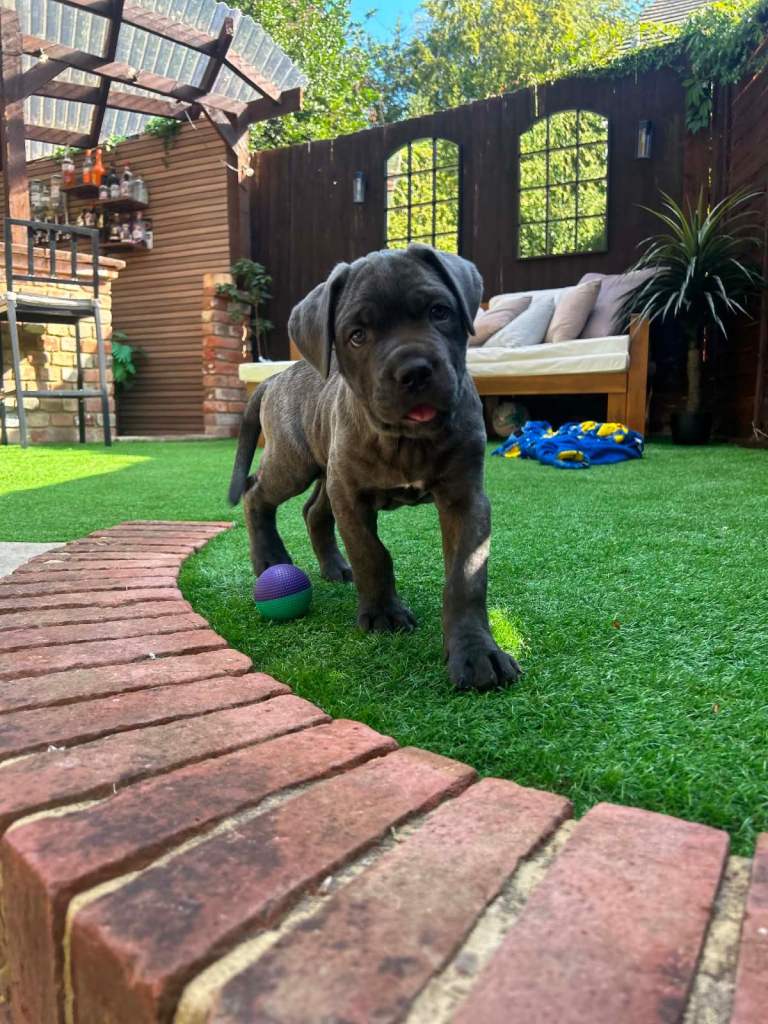 💙Ready now💙 Cane corse and mastiff 