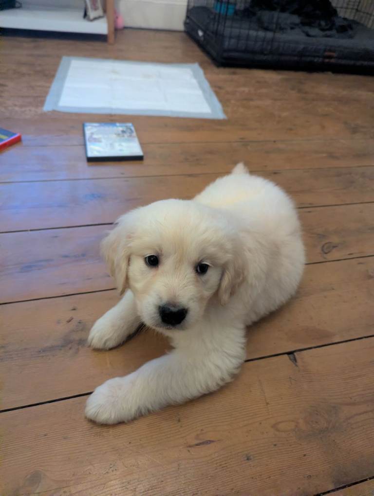 Puppy Girl -Golden retriever  £1550