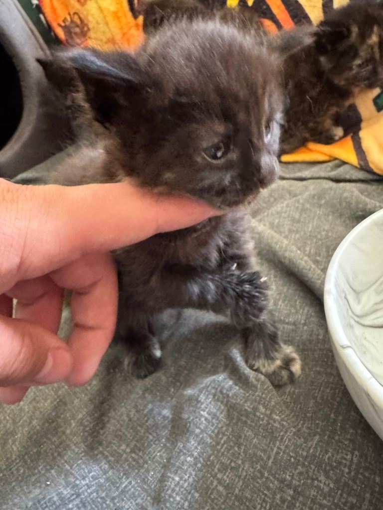 mixed breed kittens 