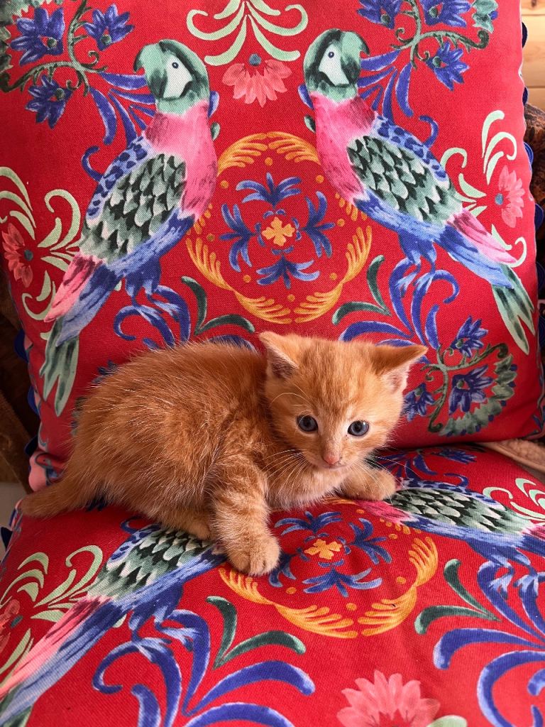 Kittens for sale 
