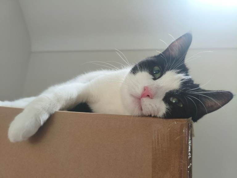 Loving cat needs a new home