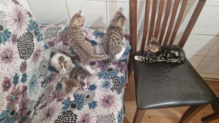 Adorable kittens For sale 