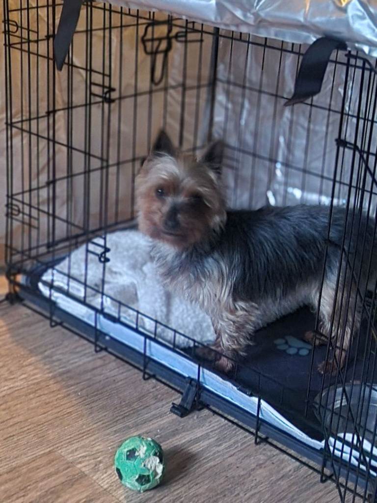 Yorkshire terrier Wee Magie for sale