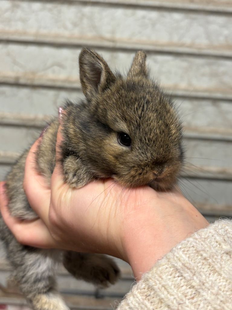 Lionhead rabbits/bunnys - reservation only 