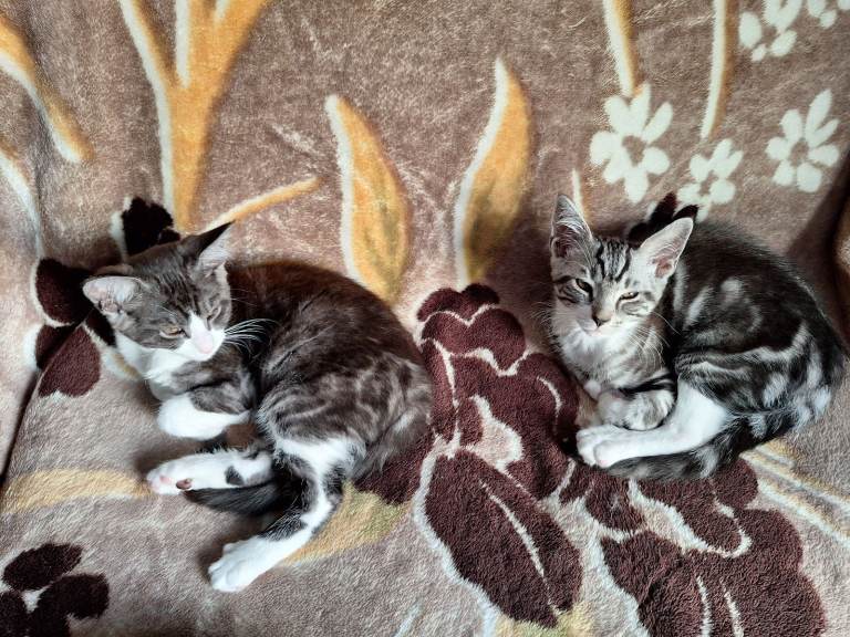 Kittens Maine Coon cross breed 