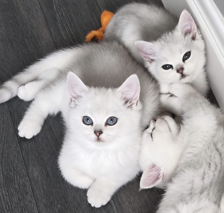 Chinchilla shorthair kittens 1 boy 1 girl left 