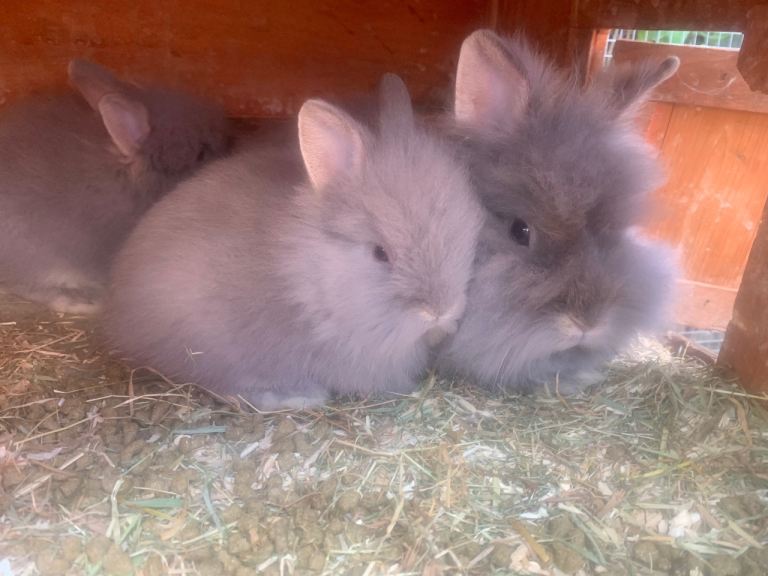 Bunnies rabbits lion head bunnies very fluffy 