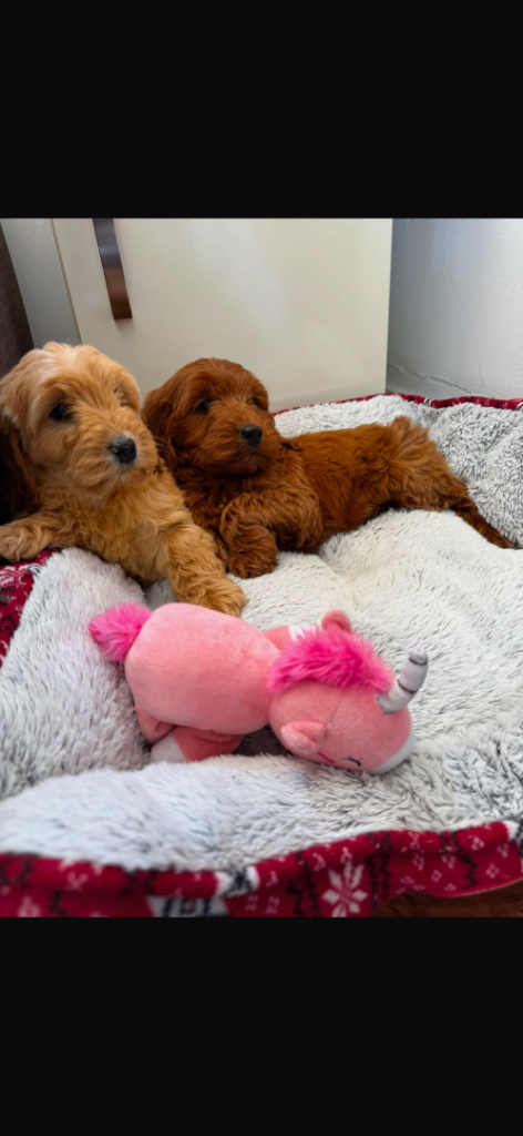 4 stunning cockapoo puppies for sale 