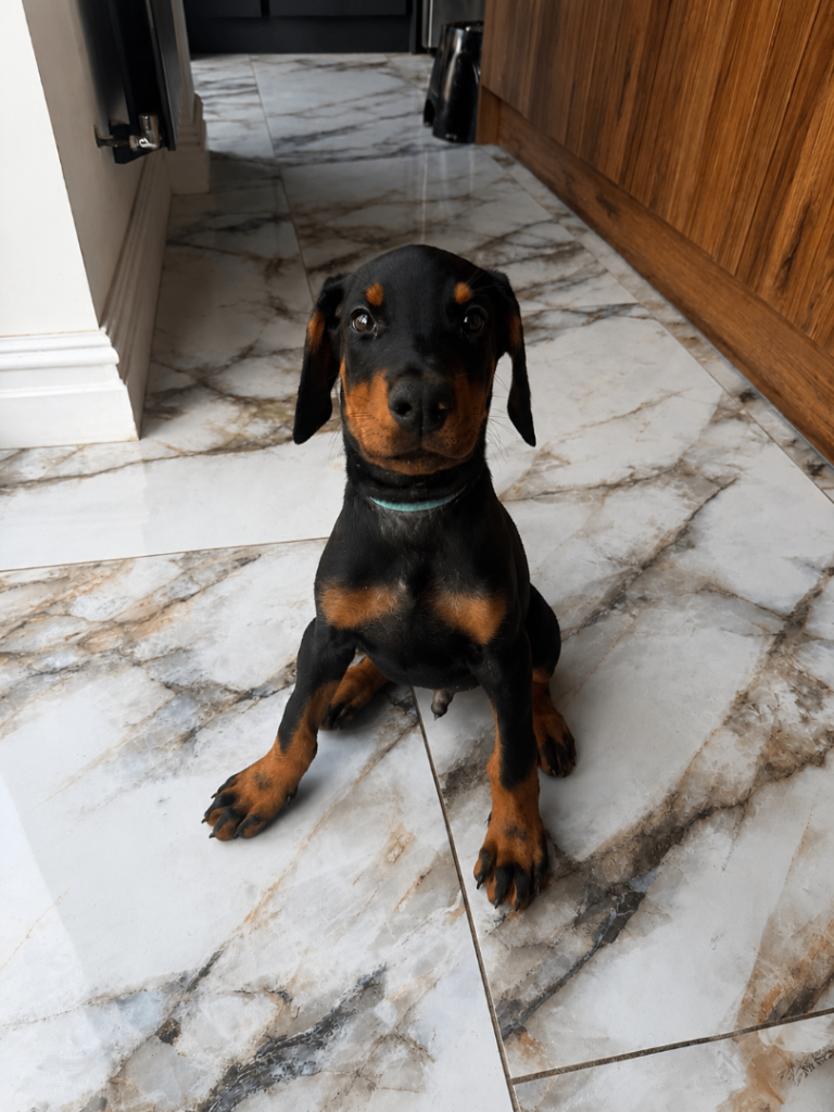 •• ONLY 1 LEFT - READY TO LEAVE NOW, BEAUTIFUL DOBERMAN PUPPIES