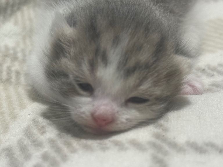 Grey and white tabby female kitten with tan streaks 
