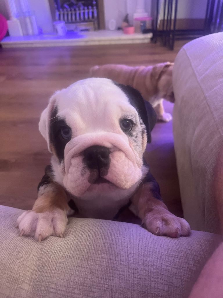 English bulldog puppies for sale 
