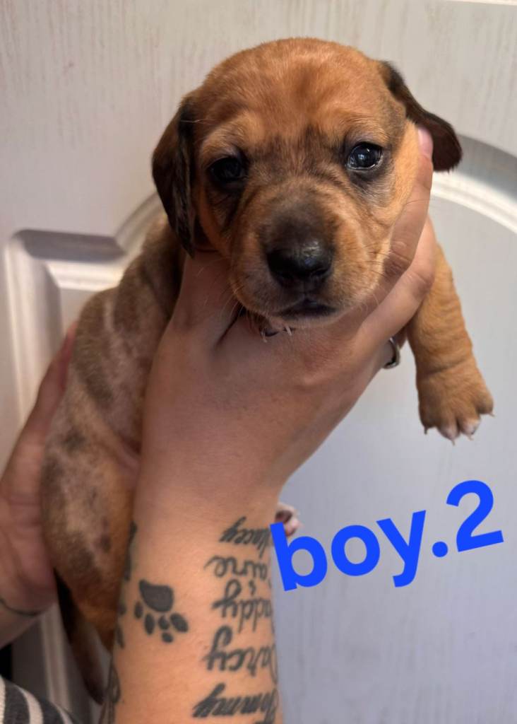 Last little boy dachound left