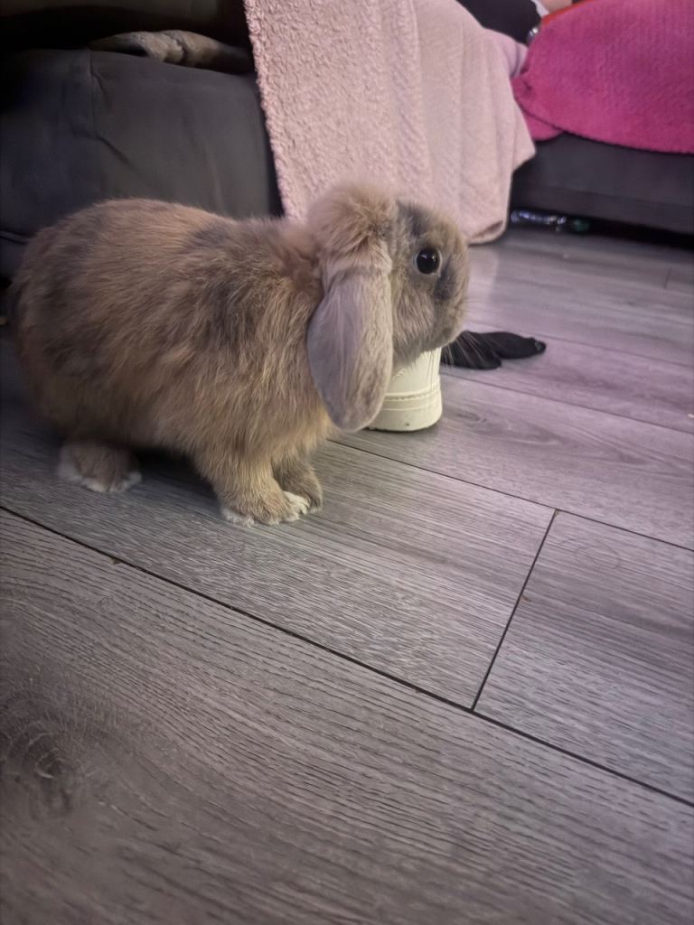Male rabbit 