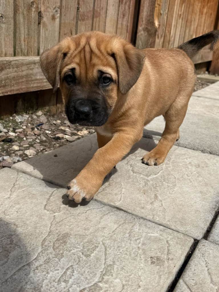  READY TO LEAVE. OUTSTANDING,  TURKISH KANGAL/ALAPAHA BLUE BLOOD BULLDOG
