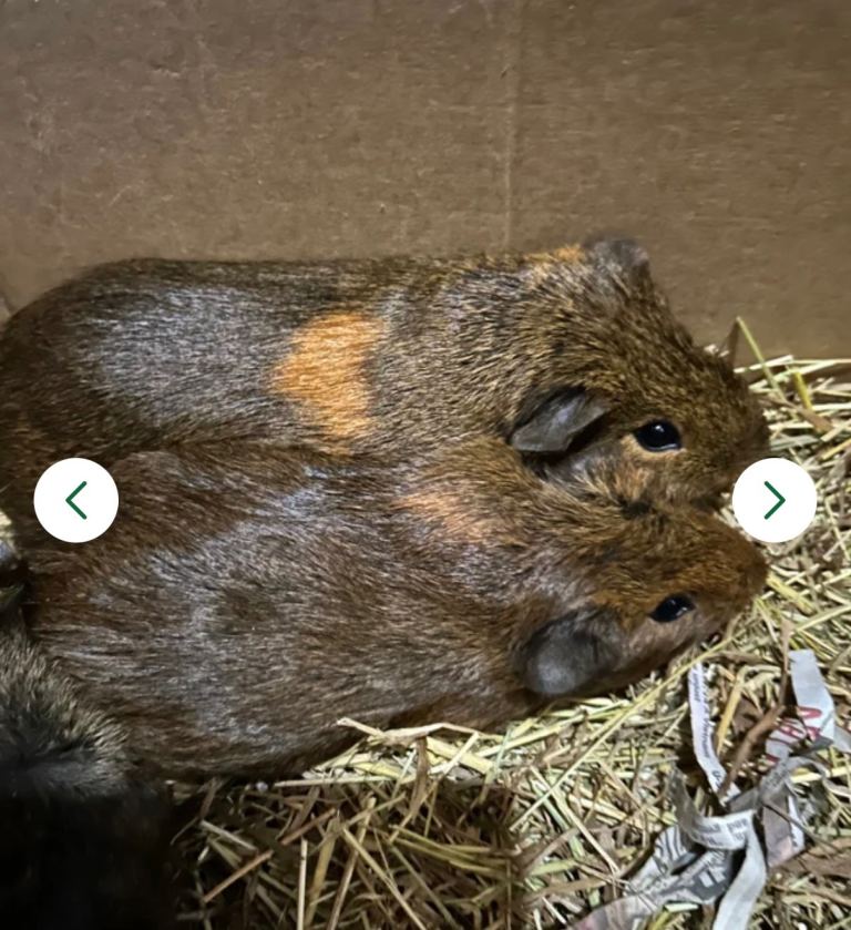 2 male guinea pigs 