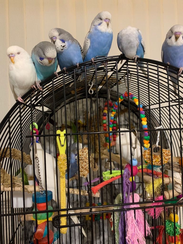 Young budgies 