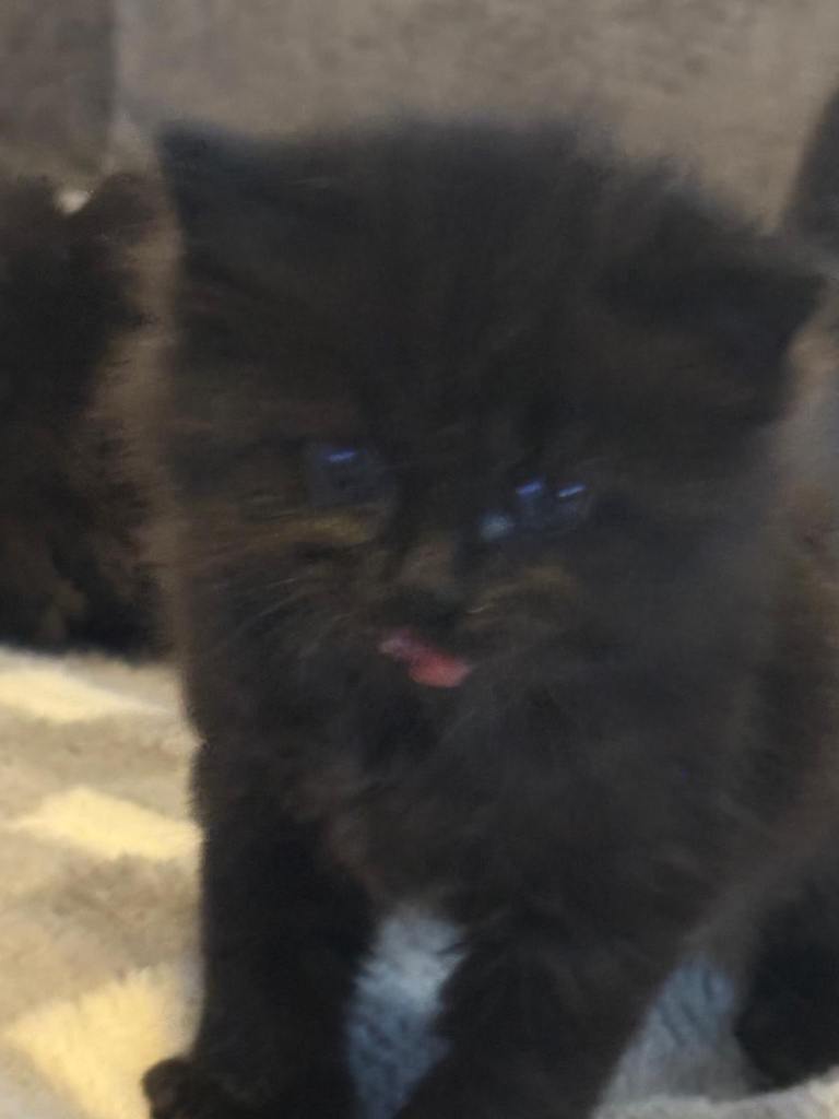 Long hair kittens