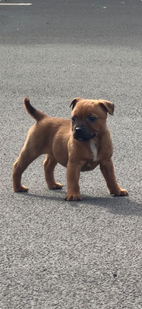 Staffordshire bull terrier 