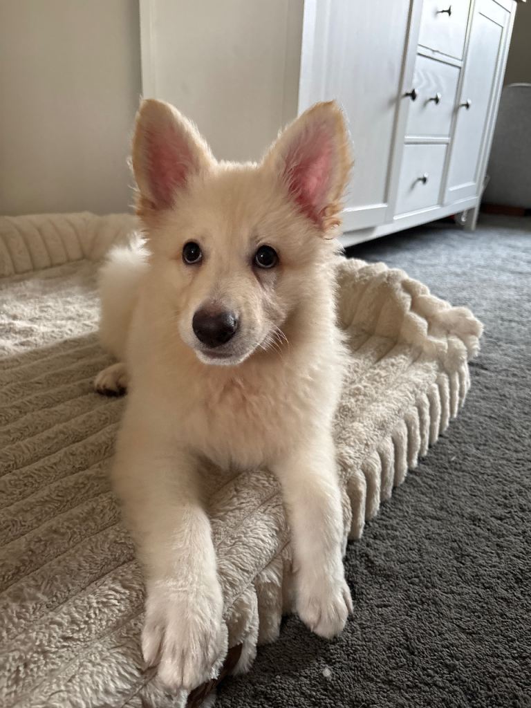 White German Shepherd Puppy
