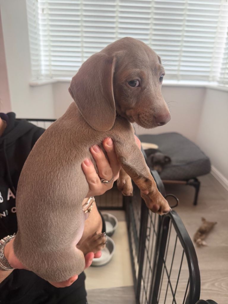 Miniature dachshund puppies 9 weeks old ready to go now 