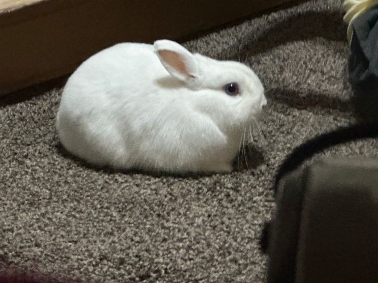 Cute and cuddly rabbits, 12 months old, Looking for loving home, collection only 
